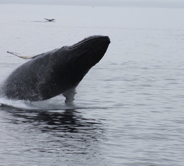 Yacht Charter Vacation In Alaska 