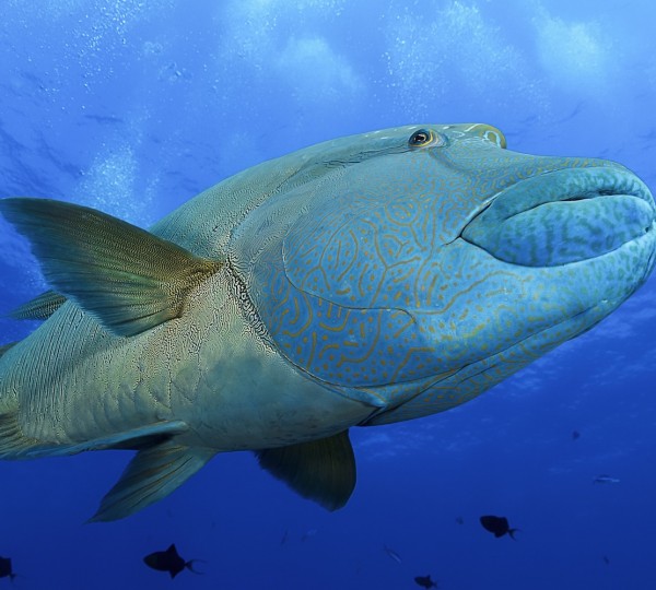 Amazing Underwater World- Palau