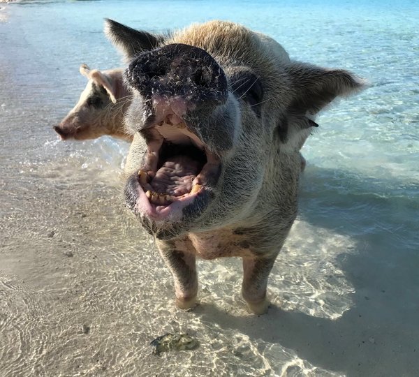 Bahams Pigs