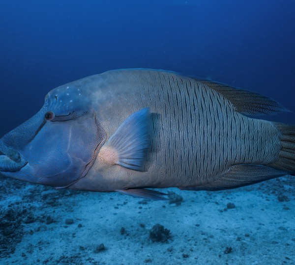 Creatures Of The Sea