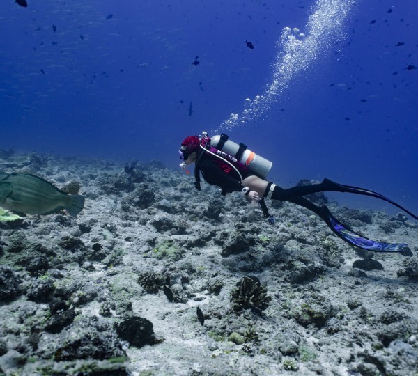 Diving In Palau With Motor Yacht BLACK PEARL I