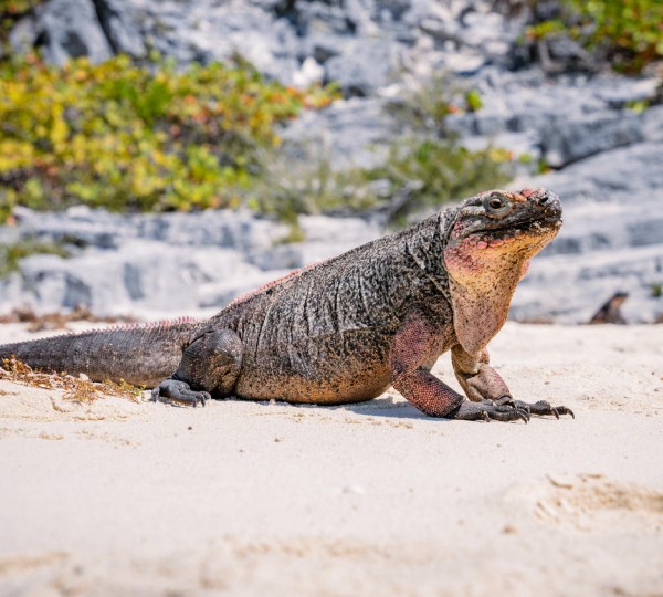 Iguana On A Beach