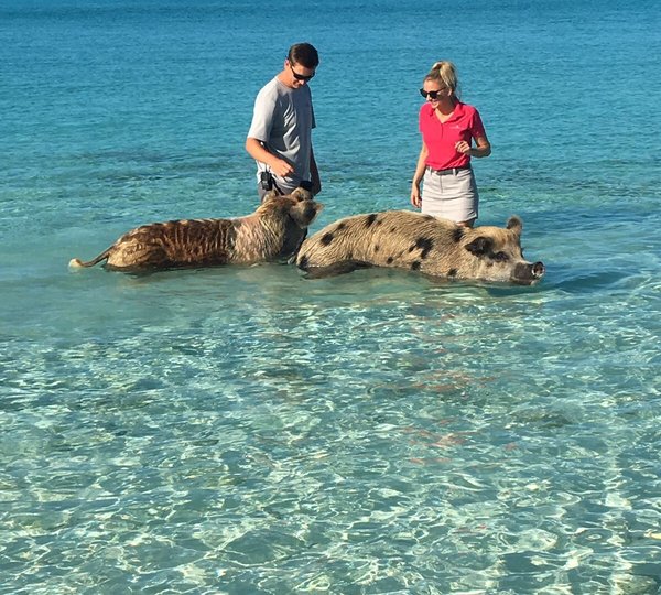Pigs Bahamas