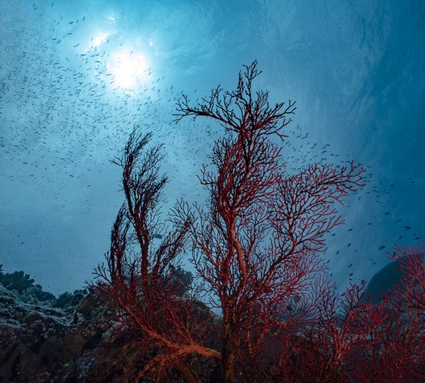 Underwater Life In Palau