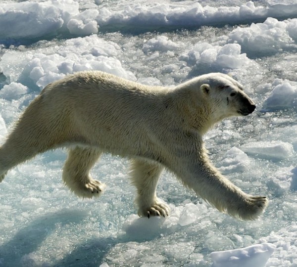 Wildlife In Antarctica