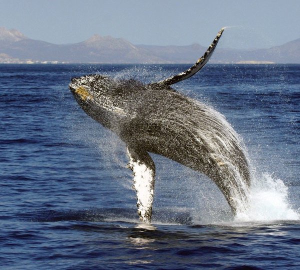 The 41m Yacht SILVER CLOUD