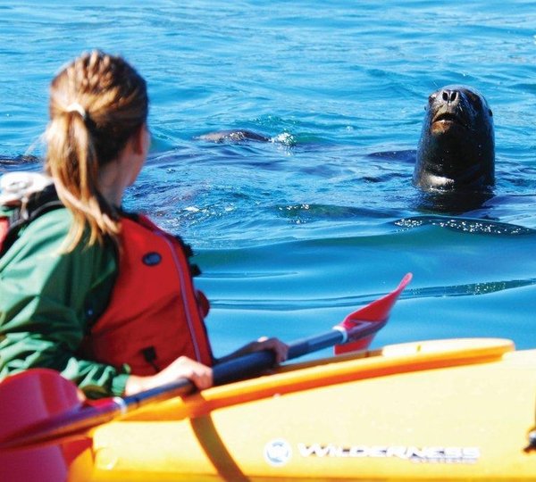 Seal And Kayak