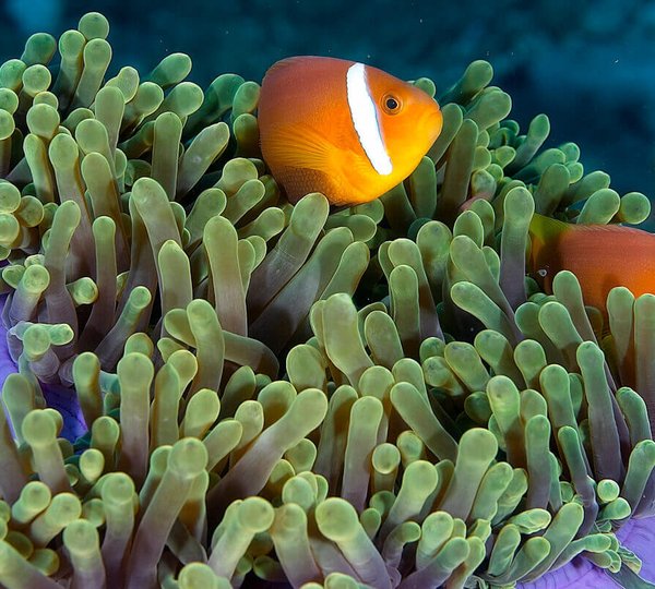 Diving In The Maldives 