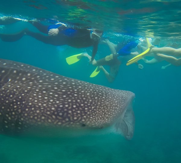 Maldives Snorkelling