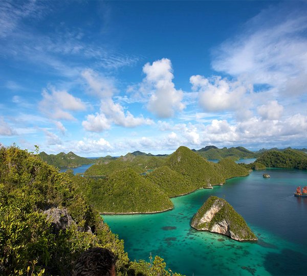 Tiger Blue In Indonesia 