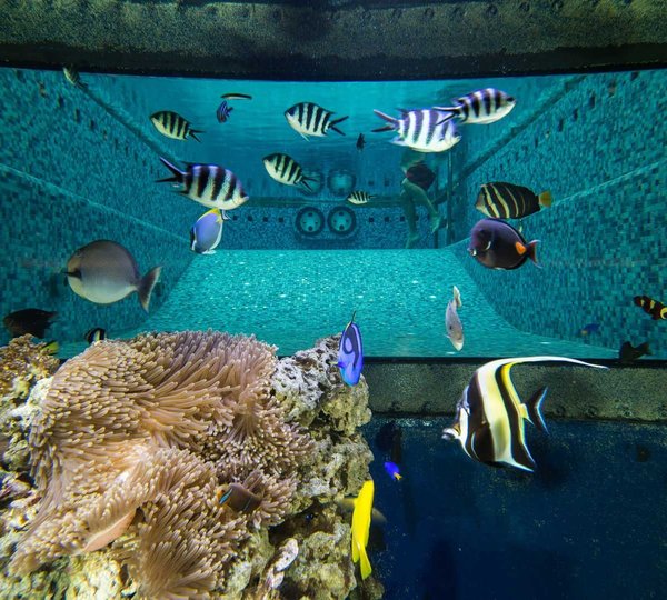Aquarium And Mosaic Swimming Pool