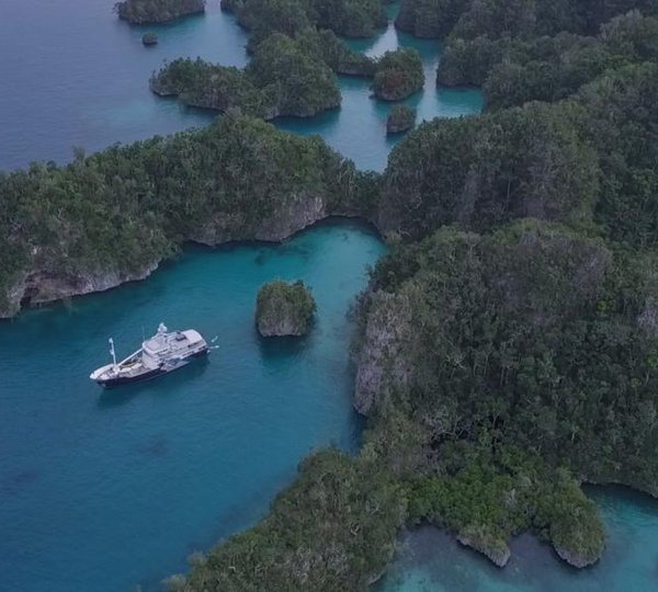 Dardanella In South Pacific