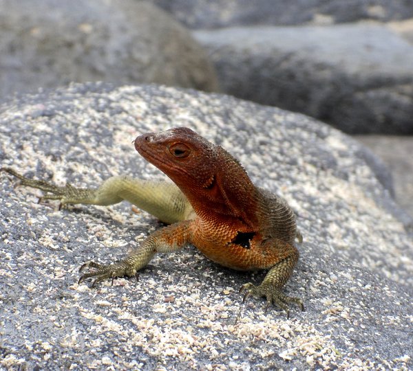 Lava Lizard