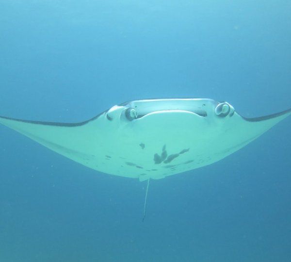 Mantaray