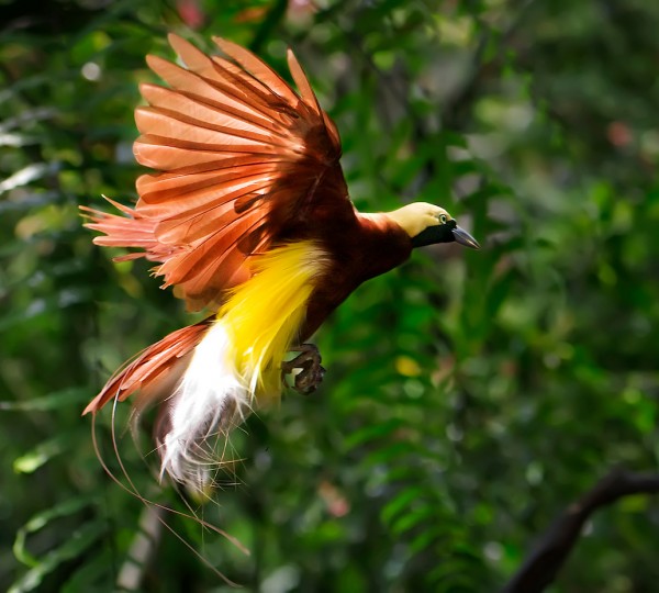 Red Bird Of Paradise Raja Ampat