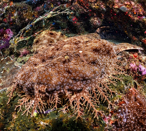 Wobbegong Shark Raja Ampat