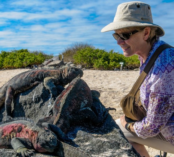 Galapagos Sea Star Journey Guest Meeting With Guana Lizards