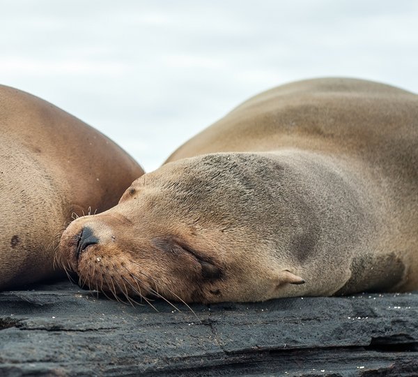 Galapagos Sea Star Journey Seals Enjoying The Good Life