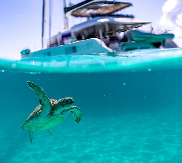 Catamaran TWIN FLAME - With sealife