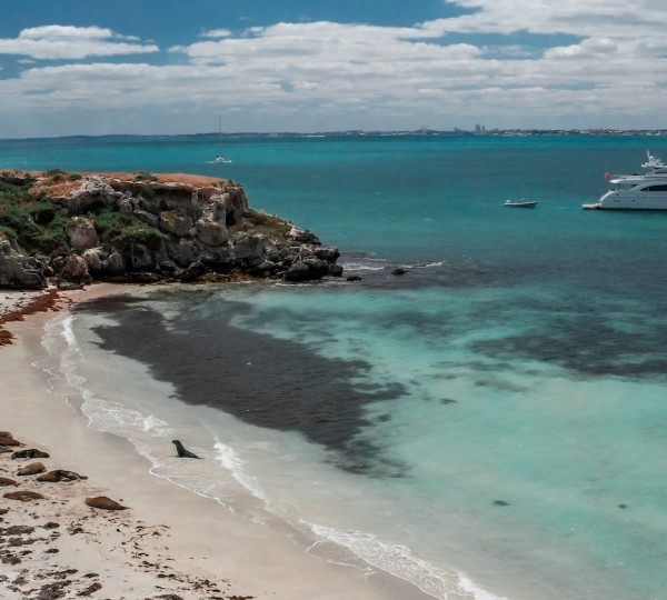 Seal And Paradise Copy