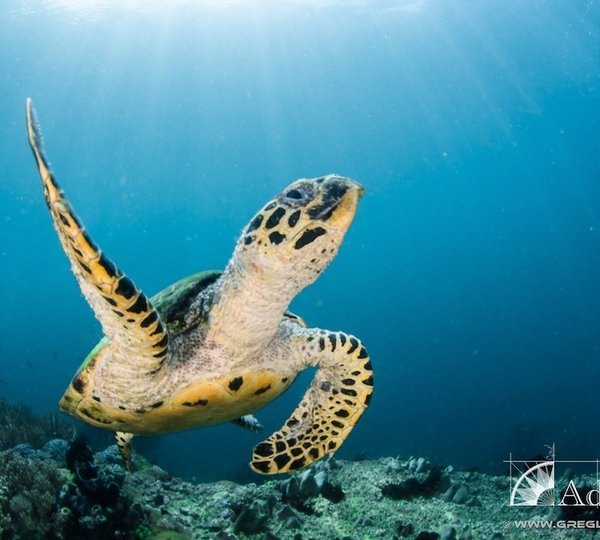 ADELAAR - Friendly turtle