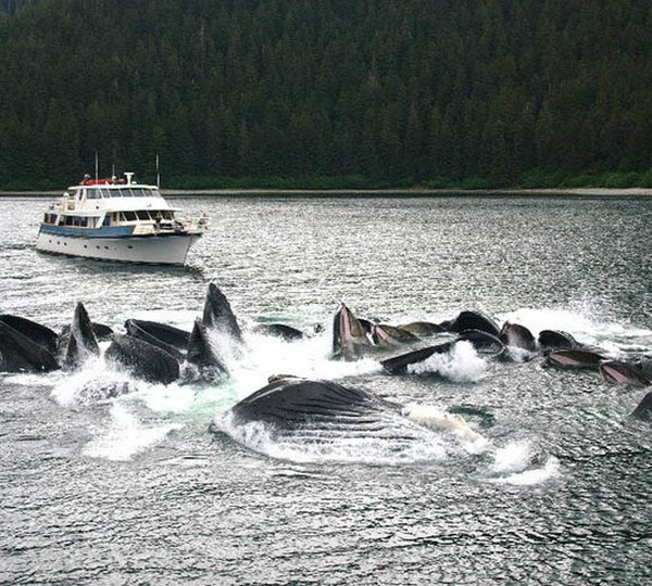 ALASKAN STORY whale watching