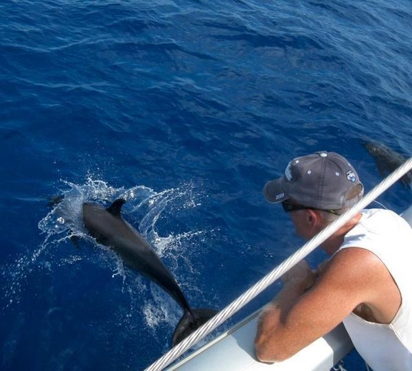 Cat AMAZING GRACE -  Dolphins