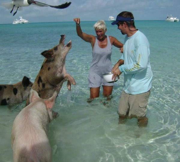 Cat AMAZING GRACE -  Feeding the Piggies