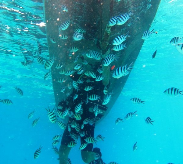 Catamaran NAUTINESS II  -  Snorkling