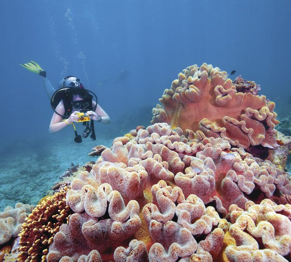 MY FLYING FISH - Diving