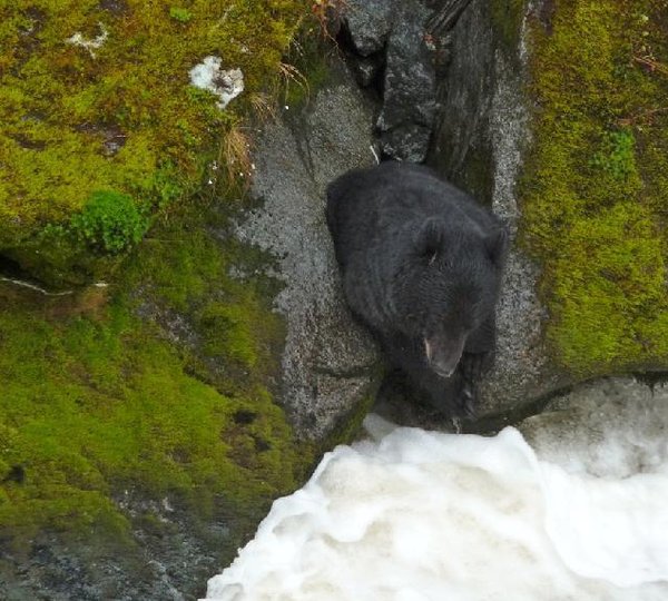 Motor yacht VIAGGIO - Black Bear