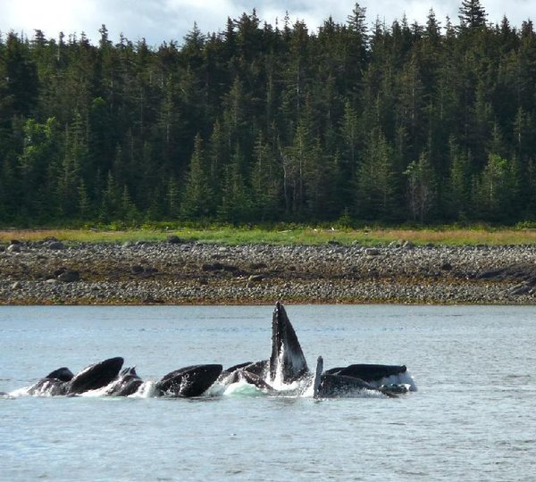 Motor yacht VIAGGIO - Whales Feeding