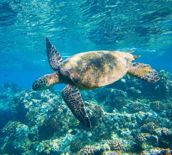 Nyaman - Snorkeling with Turtles