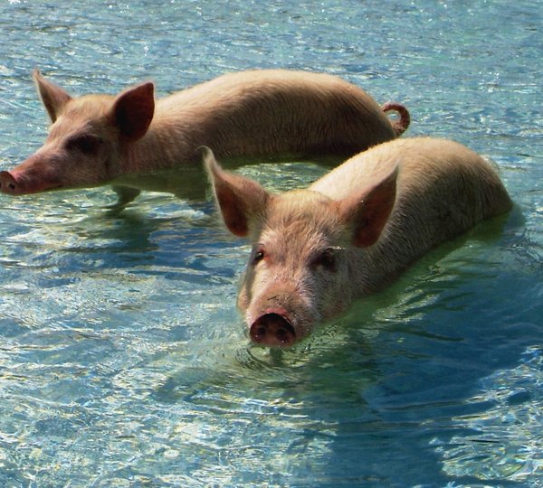 SOLSTICE -  Swimming Pigs of the Exumas