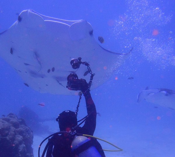 SY ASIA - Diving with manta rays