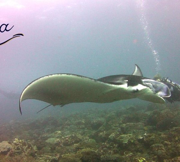 SY ASIA - Majestic manta