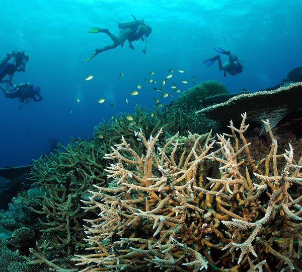 Yacht OCEAN DIVINE -  Scuba Diving