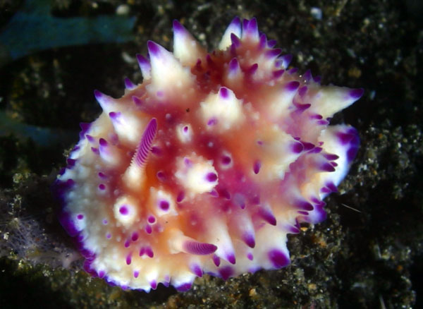 Nudibranch (sea slug) in Sulawesi, Indonesia