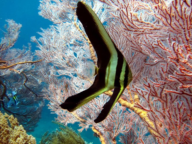 Diving in Amed, Bali