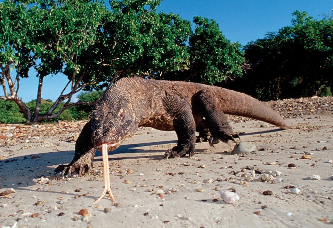 Komodo Island's famed resident, the komodo dragon