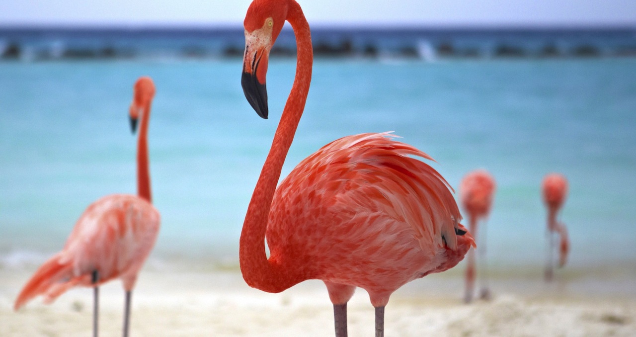 Aruba - © 2015 Aruba Tourism Authority