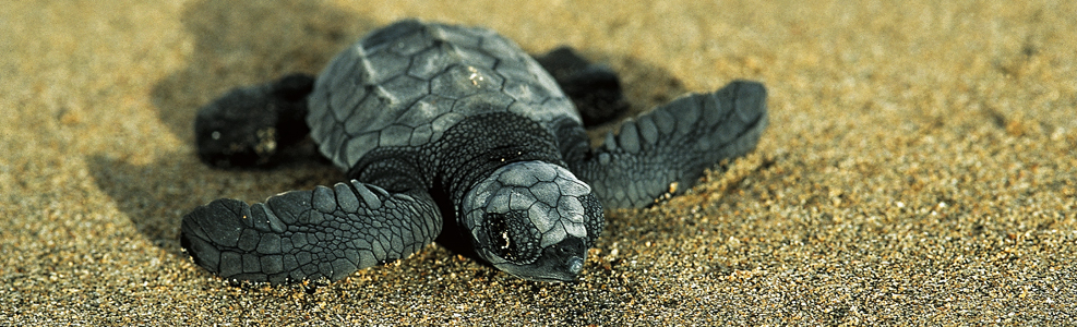 orn of Lora Turtles, Playa Grande, "Marino Las Baulas" - Image credit to Essential Costa Rica - Costa Rica Tourist Board