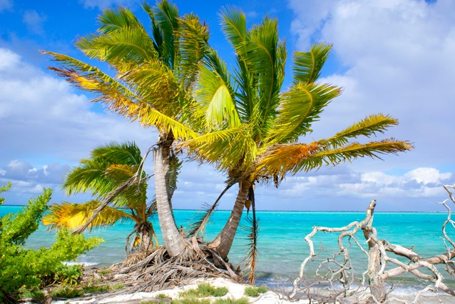 Oeno Coconut - Copyright Andrew Randall Christian