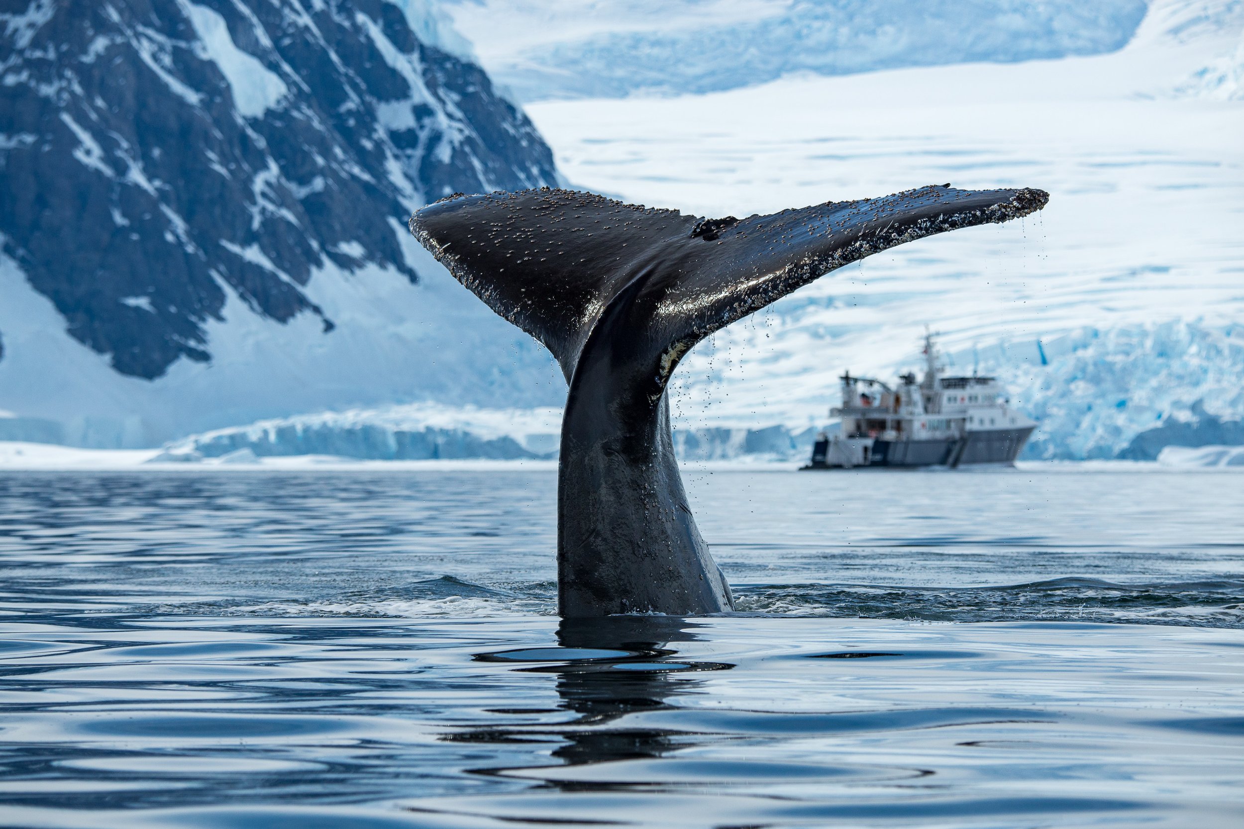 Antarctica Peninsula ©JustinHofmanEYOS©