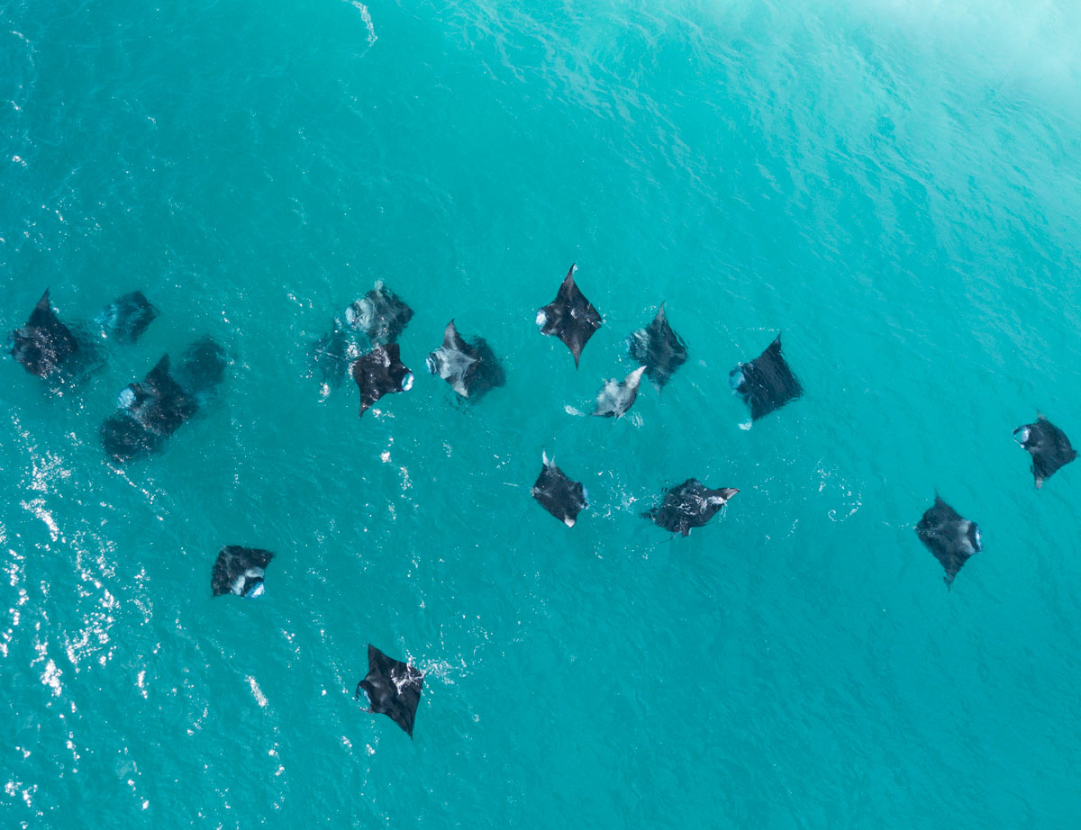 Manta Rays From Above