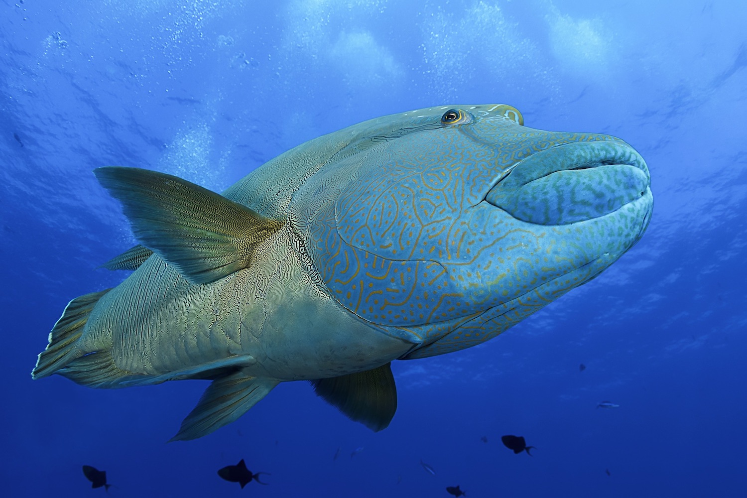Amazing Underwater World- Palau