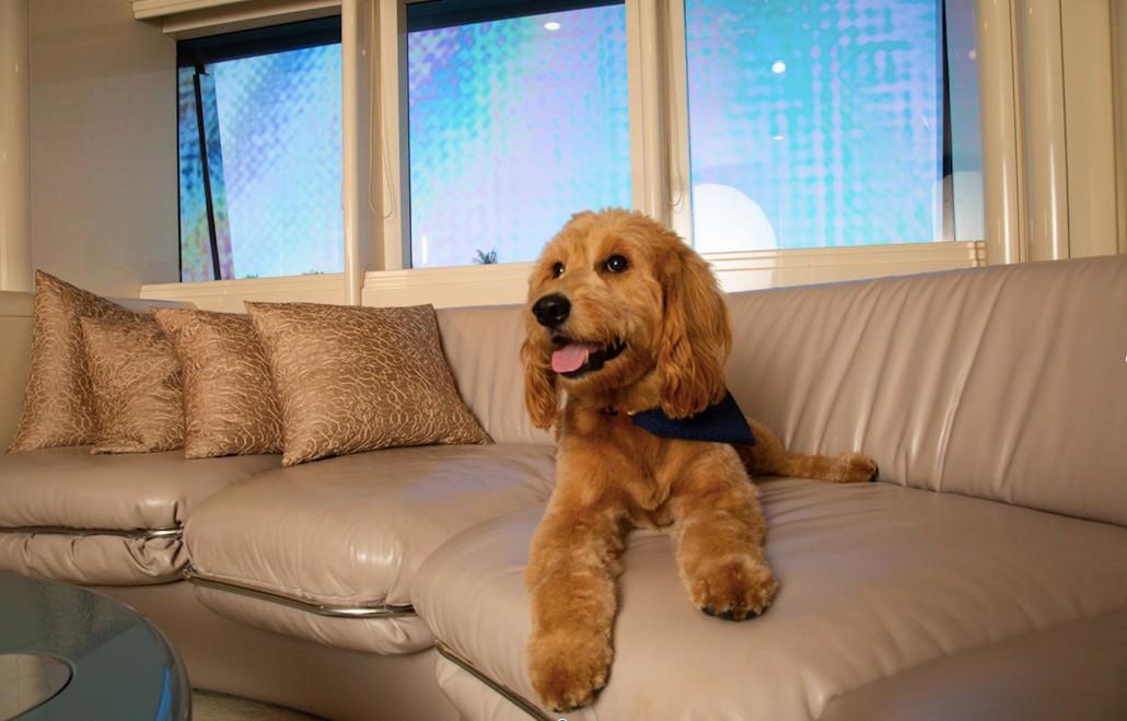 Sofa With Dog