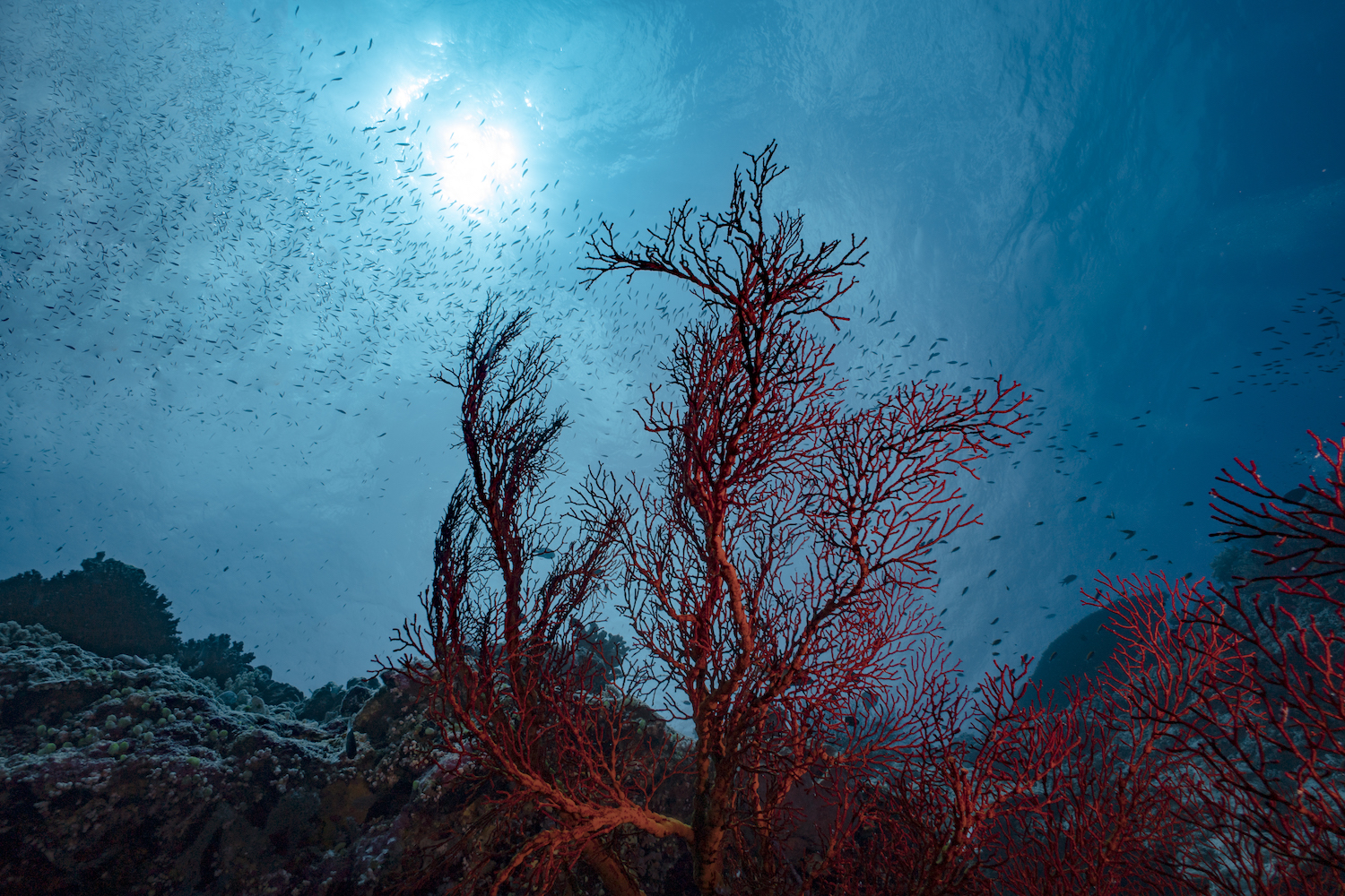 Underwater Life In Palau
