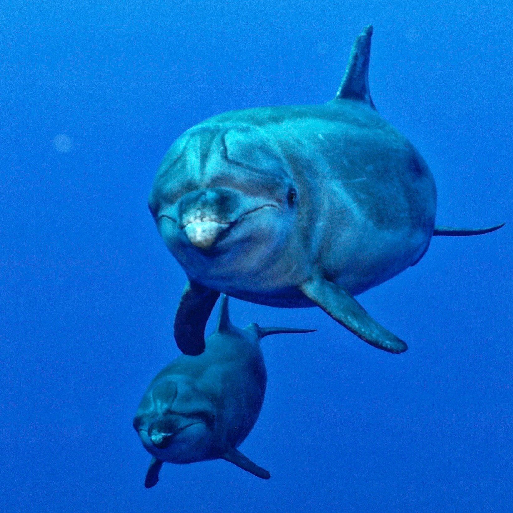 Underwater Wildlife