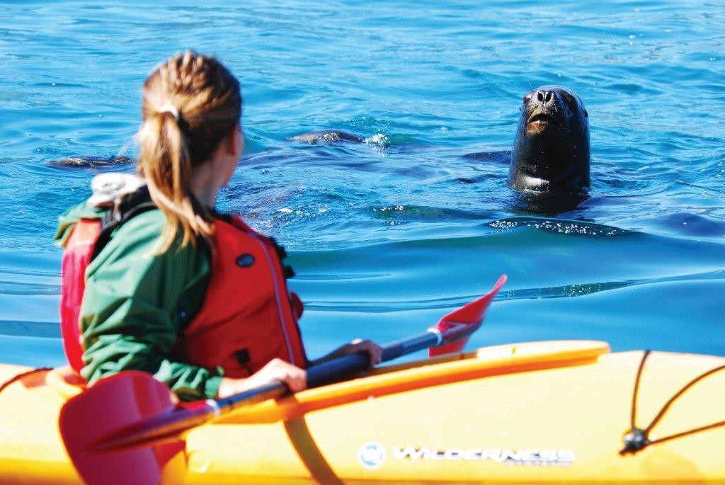 Seal And Kayak